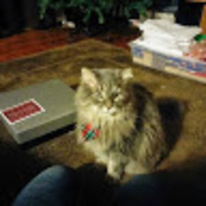 Meet your Posher, Tino